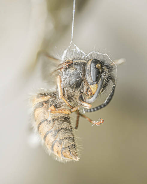 istock Macro close up of a bee hung in spiders web 1668653320