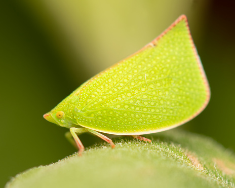 Macro close up image of a leafhopper on leaf