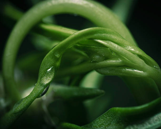 Macro close up of entangled speedwells with water drop