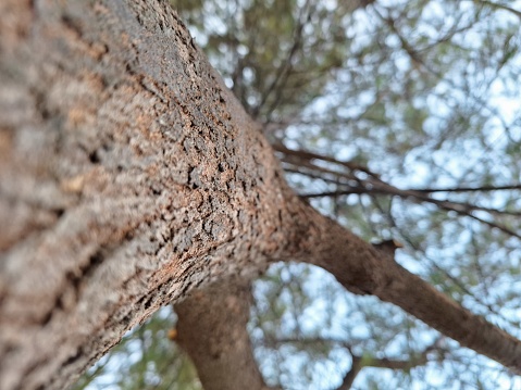 Photo of pine from below