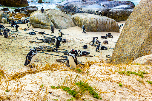 South african penguins colony of spectacled penguins waterbirds single penguin and group in Simons Town Cape Town Capetown Western Cape South Africa Southafrica.