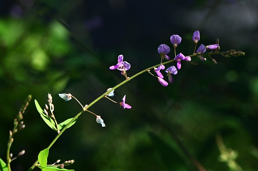 Panicled tick-trefoil ( Desmodium paniculatum ) flowers. Fabaceae perennial plants native to North America. Red-purple butterfly-shaped flowers bloom in autumn. The fruits are legumes.