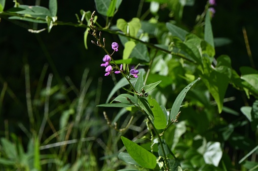 Panicled tick-trefoil ( Desmodium paniculatum ) flowers. Fabaceae perennial plants native to North America. Red-purple butterfly-shaped flowers bloom in autumn. The fruits are legumes.