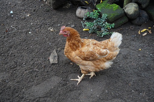 Chicken on field