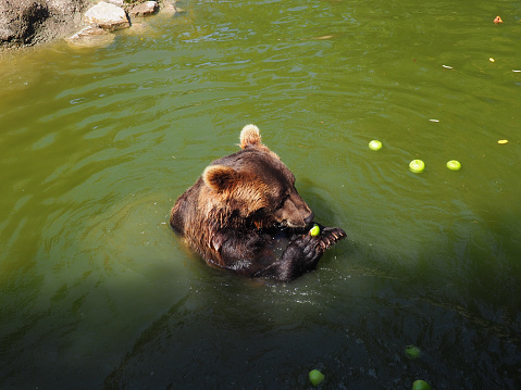 Wet bear in the water eats green apples. Eurasian brown bear Ursus arctos arctos is common subspecies of the brown bear in Eurasia. Animal dangerous forest predator. Fruit breakfast by the pool.