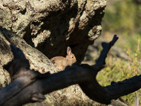 rabbit on a rock in the woods