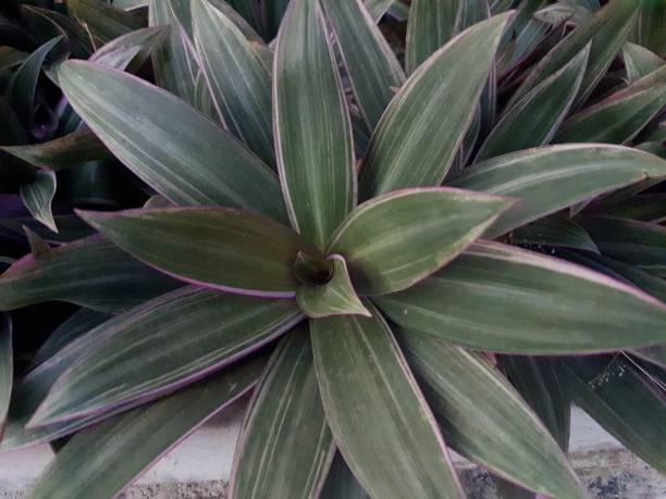 istock Tradescantia spathacea- Purple Pineapple. 1668786688