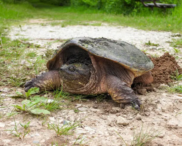 Photo of Common Snapping Turtle (Chelydra serpentina) North American Freshwater Reptile