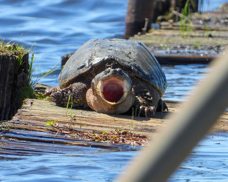 Common Snapping Turtle (Chelydra serpentina) North American Freshwater Reptile