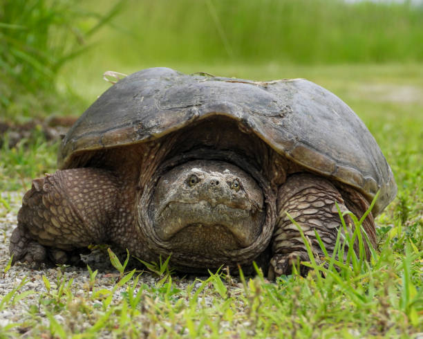 istock Common Snapping Turtle (Chelydra serpentina) North American Freshwater Reptile 1668797039