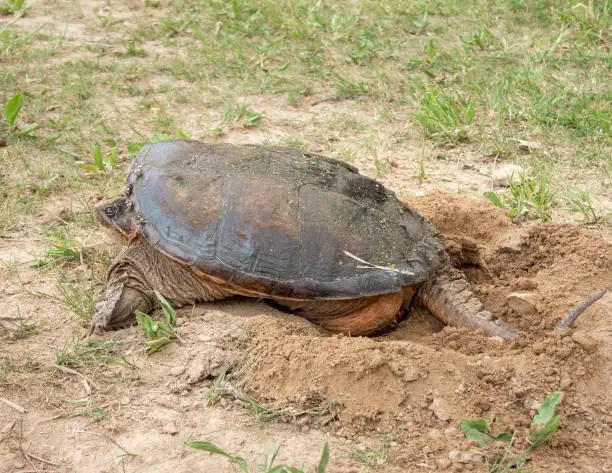 Photo of Common Snapping Turtle (Chelydra serpentina) North American Freshwater Reptile