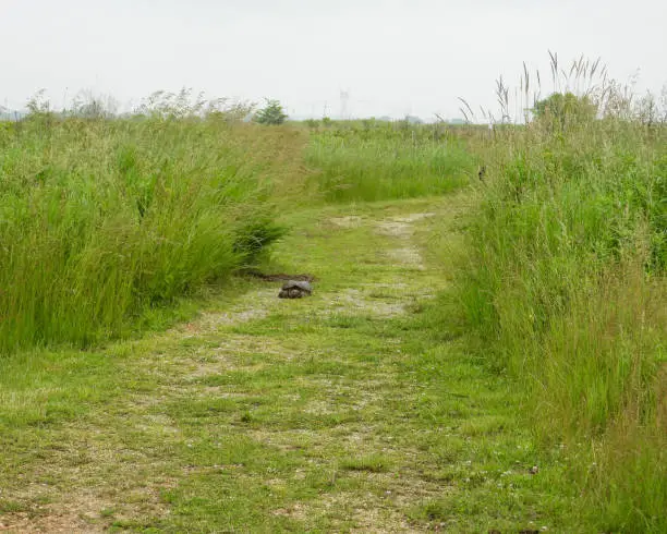 Photo of Common Snapping Turtle (Chelydra serpentina) North American Freshwater Reptile