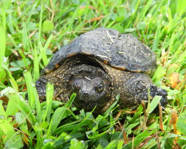 Photo of Common Snapping Turtle (Chelydra serpentina) North American Freshwater Reptile