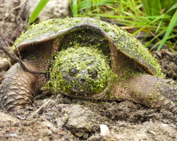 Common Snapping Turtle (Chelydra serpentina) North American Freshwater Reptile