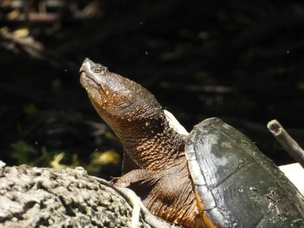 Photo of Common Snapping Turtle (Chelydra serpentina) North American Freshwater Reptile