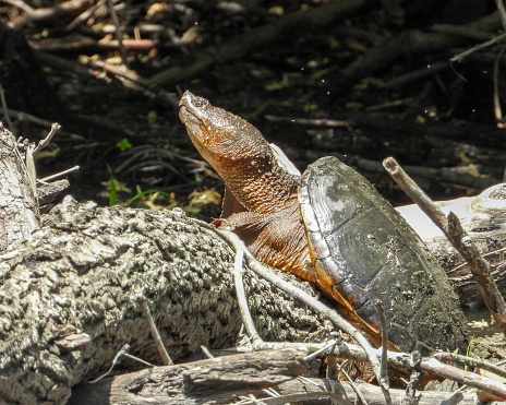 Common Snapping Turtle (Chelydra serpentina) North American Freshwater Reptile