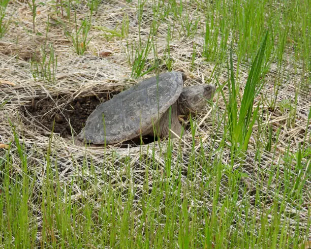 Photo of Common Snapping Turtle (Chelydra serpentina) North American Freshwater Reptile