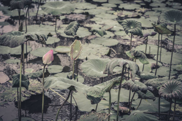 istock pink lotus flowers in pond 1668824555