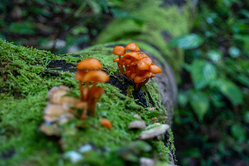 Orange mushrooms on a mossy green log