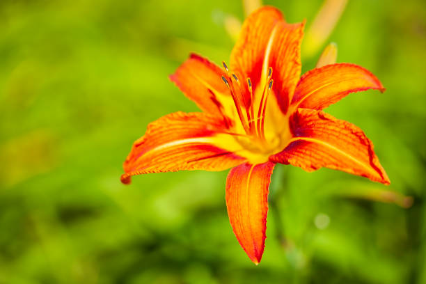 istock The day lilies are blooming 1668848349