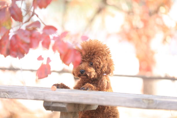 istock A toy poodle in autumn 1668858437