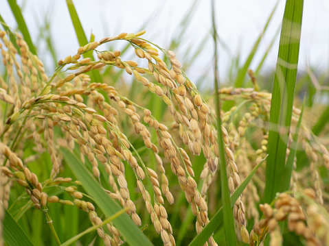 Spelt (Triticum spelta; Triticum dicoccum), also known as dinkel wheat or hulled wheat, is a species of wheat that has been cultivated since approximately 5000 BC.