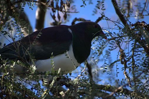 Kereru New Zealand native pigeon in a kowhai tree