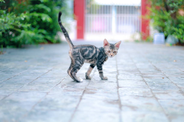 Little cat in the house