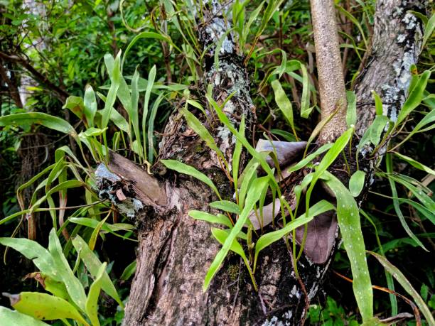 istock The wild leave on the stump 1668981885