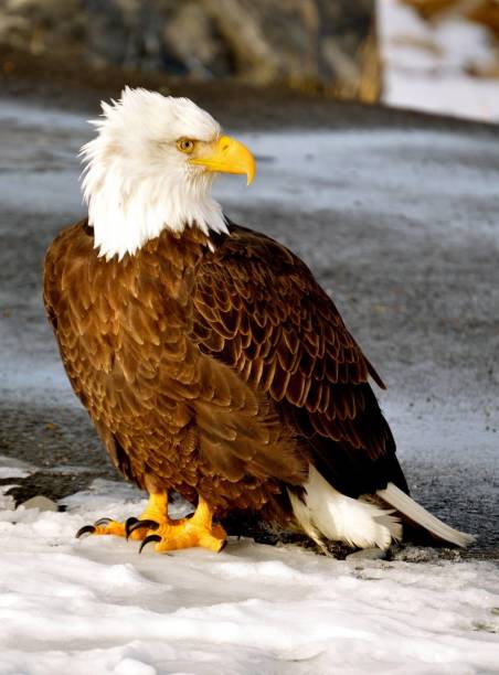istock Bald Eagle in the wind on Homer Spit, Alaska in Winter 1669005538