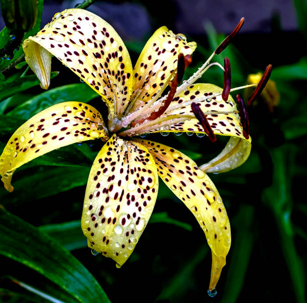 istock tiger lily bud with raindrops on the petals, macro 1669018109