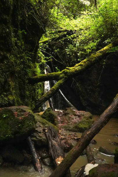 istock North Fork Kaukonahua Stream 1669019179