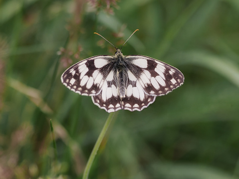 Beautiful butterfly Marbled White resting on a plant.