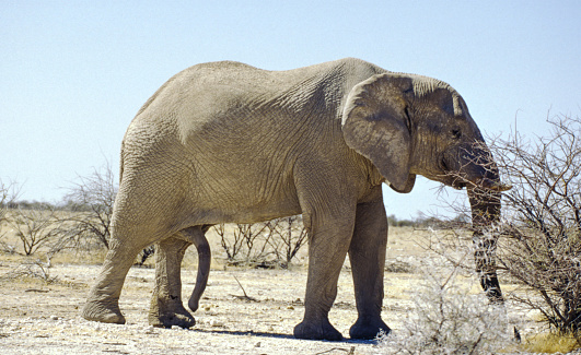 Elephants are the largest land mammals on earth and have distinctly massive bodies, large ears, and long trunks. They use their trunks to pick up objects, trumpet warnings, greet other elephants, or suck up water for drinking or bathing, among other uses.