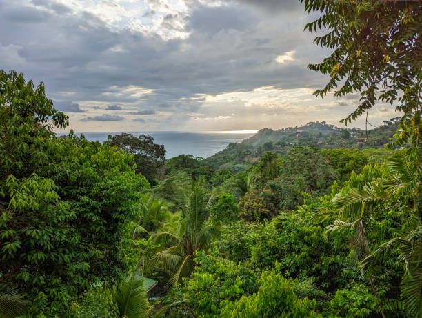 istock View of tropical rain forest 1669063676