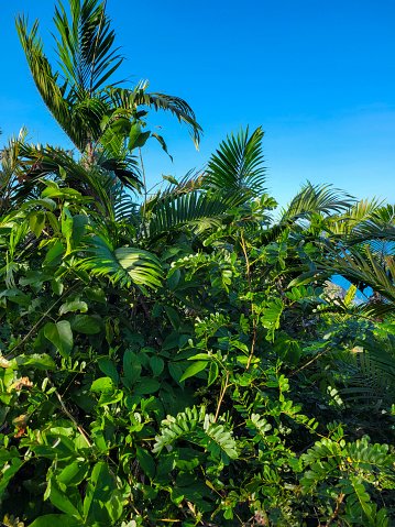 Tropical rain forest palm foliage