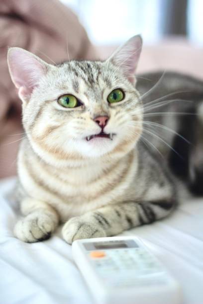 istock Cats that like cool air from air conditioners 1669081660