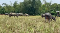 istock Asian Water Buffalos Grazing in Lush Green Field. Grazing cattle 1669082498