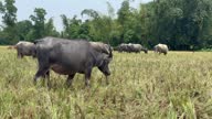 istock Asian Water Buffalos Grazing in Lush Green Field. Livestock 1669082606