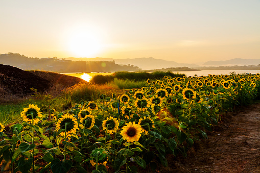 Sunrise morning and sunflower on the Mekong River, Chiang Khong, Chiang Rai Province, Thailand