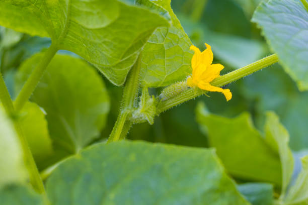 istock yellow cucumber flower 1669083995