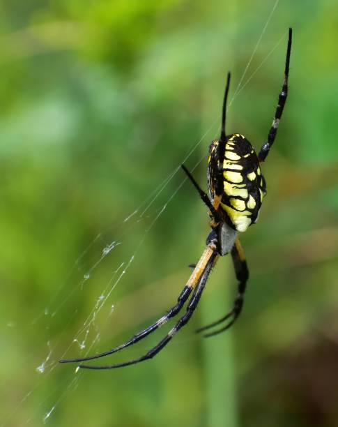 istock Yellow Garden Spider 1669085315