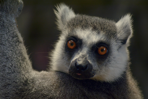 Portrait of a cute young lemur, which is huddled together with friends. Sharp focus on the facing eye.