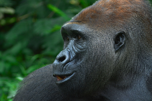 Close up Face of a Lowland Gorilla