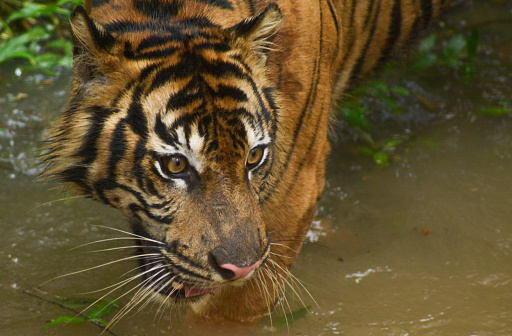 Close up Image of a Sumatran Tiger