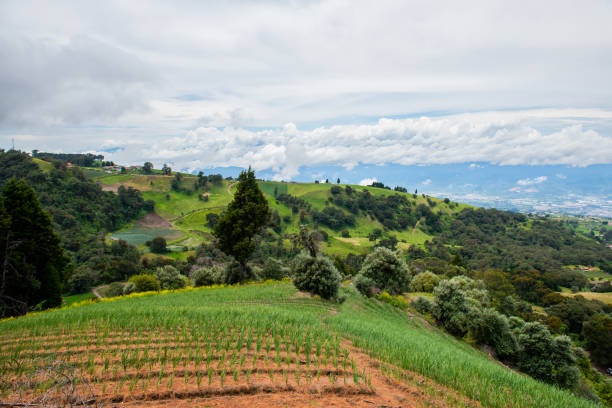 istock View of rainforest 1669102173