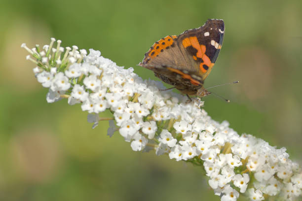 istock Painted lady  butterfly on a white flower 1669109002