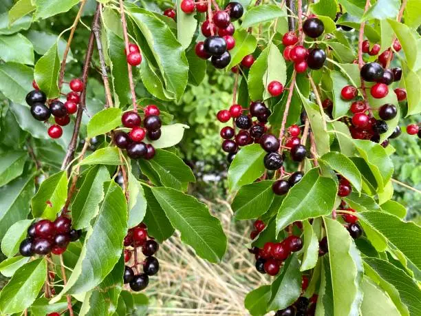 Close shot of Prunus padus, known as bird cherries, hackberries.