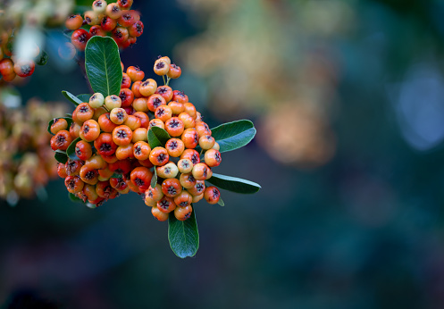 A beautiful cluster of berries or pomes on a firethorn shrub or bush.