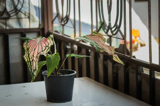 Photo of Caladium bicolor